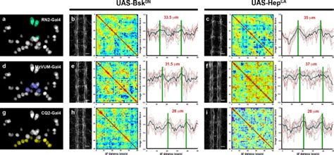 Jnk Signaling In Pioneer Neurons Organizes Ventral Nerve Cord