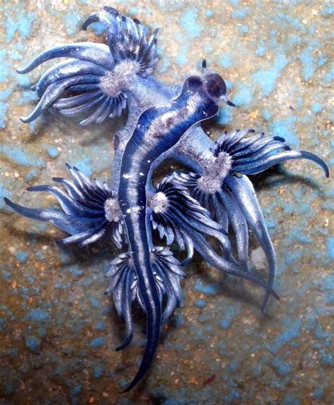 The Blue Dragon Is A Beautiful Sea Slug From Australia Weird Sea