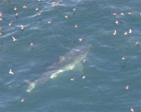 Second Great White Shark Closes Stinson For Labor Day Weekend