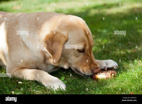 Labrador Retriever Female Close Up Eating Dog Doughnut In Shade In A