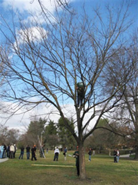 Structural Pruning Examples Landscape Plants Edward F Gilman Uf Ifas