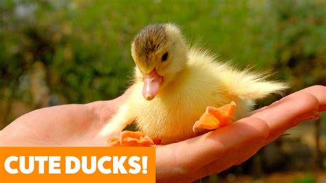 Cute Funny Ducks | Funny Pet Videos – Pet News Live