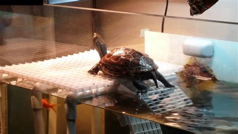 Diy Very Simple Turtle Basking Platform Part 3 Youtube