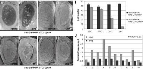 Dominant Genetic Enhancers And Chemical Suppressors Of CUG Induced