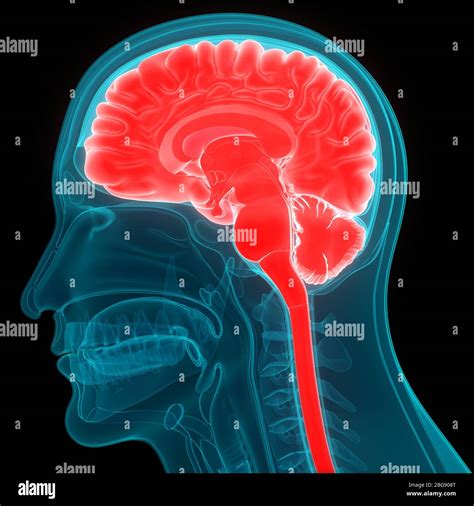 Central Organ Of Human Nervous System Brain Anatomy Stock Photo Alamy