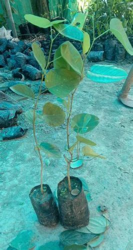 Full Sun Exposure Well Drained Green Sandalwood Plant For Garden At Rs