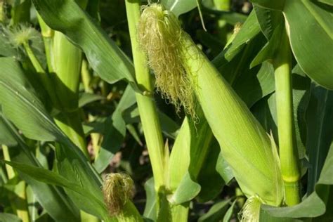 Growing Sweet Corn Beginners Guide Planting Successfully