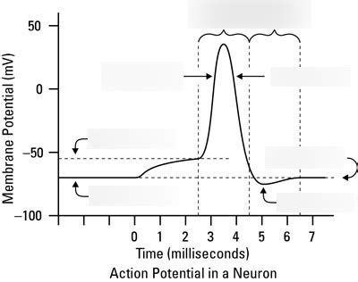 BIO - NERVE - Diagram 3 - Action Potential Diagram | Quizlet