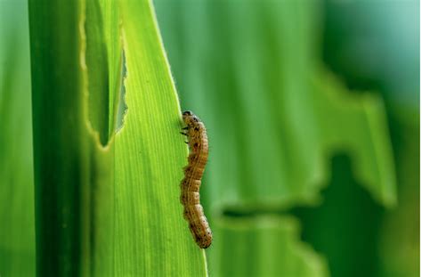 Identify and Treat Armyworms and Sod Webworms - NG Turf