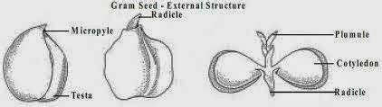 bioeducation: Hypogeal and Epigeal Germination