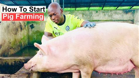 How To Start Pig Farming In Nigeria For Beginners Youtube