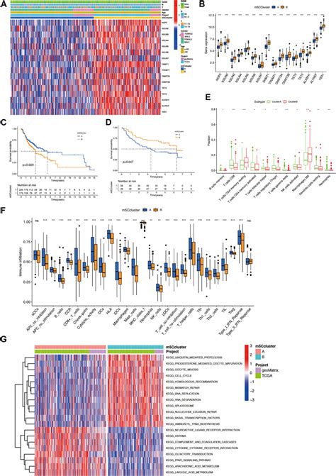 Frontiers The RNA Methylation Modification 5 Methylcytosine Impacts