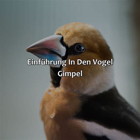 Wie Sieht Der Vogel Gimpel Aus VogelWunderland