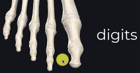 Msk Bones Of The Foot And Ankle Flashcards Quizlet