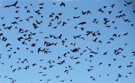 Flock Of A Lot Of Black Birds Flying In The Clear Sky Perfect For