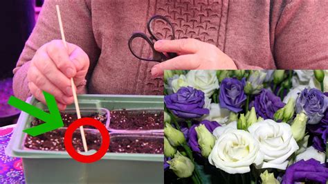 НЕ СЕЙТЕ ЭУСТОМУ ПОКА НЕ ПОСМОТРИТЕ ЭТО ВИДЕО! ЭУСТОМА ВЫРАЩИВАНИЕ ИЗ ...