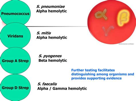 Ppt Streptococcus Powerpoint Presentation Free Download Id2742719