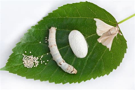 Mulberry Leaf With Silkworm Photograph By Baobao Ou Ancient China