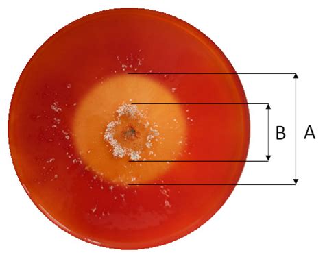 Sustainability Free Full Text From Waste Biomass To Cellulosic