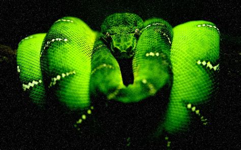 Free download | HD wallpaper: Midnight'green'tree'python, green tree ...