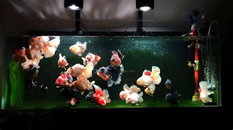 Ikan Mas Koki Goldfish Tank Youtube