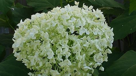 Flower Of The Day Annabelle Hydrangea Annabelle Hydrangea Hydrangea