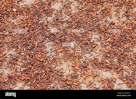 Indonesia Bali Spices Cloves Stock Photo Alamy