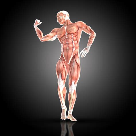 How Does The Muscle Grow Meanmuscles