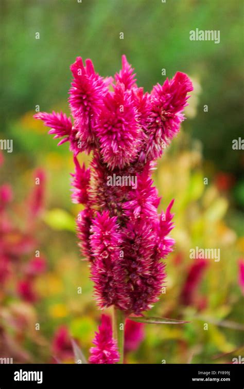 Beautiful flowers in nature Stock Photo - Alamy