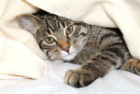 Cat Under A Blanket Stock Photo Image Of Fuzzy Adorable 12011820