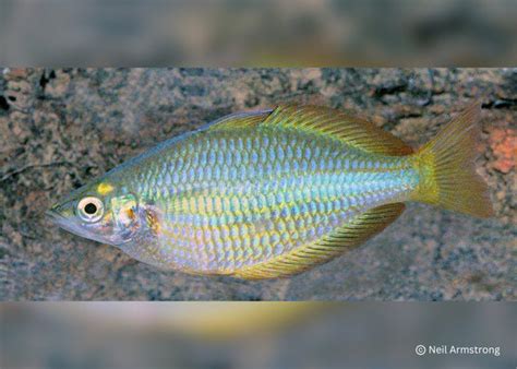 Coburg Aquarium Banded Rainbowfish M Trisaciata Tentpole Creek