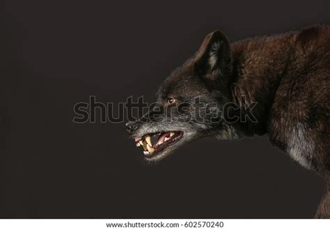 Growling Black Wolf Studio Shot Black Stock Photo 602570240 Shutterstock