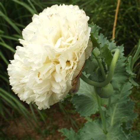 Papaver Paeoniflorum Cv Peony Poppy Double Cream Seeds X100 Ole Lantana S Seed Store