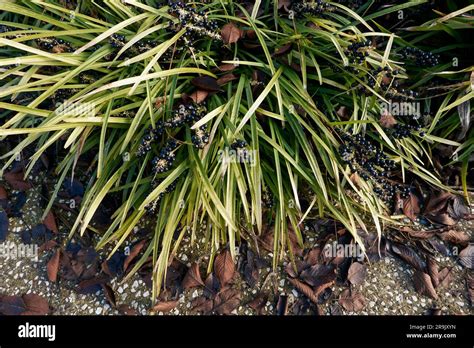 Liriope Muscari Plants In Winter Season Stock Photo Alamy