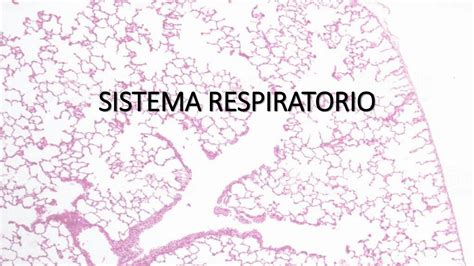 SOLUTION Histolog A Sistema Respiratorio Studypool