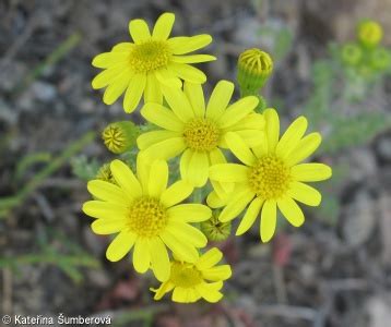 Senecio Leucanthemifolius Floraveg Eu