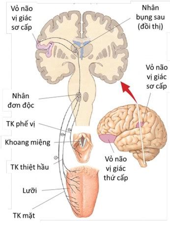 Gi I Ph U Ch C N Ng V Sinh L Ho T Ng Th N Kinh C P Cao Ti M T P