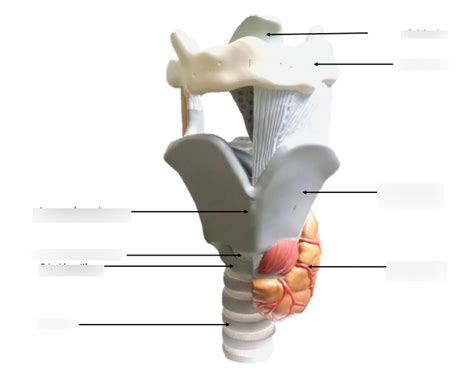 Cartilages Of The Larynx Model Front Diagram Quizlet