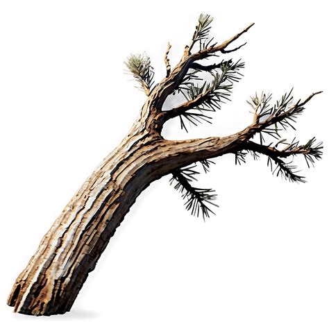 Download Dead Pine Tree Png 05252024