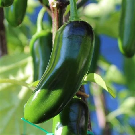 Jalapeño Gigante Hot Pepper Beaver Bark Gift Garden Center
