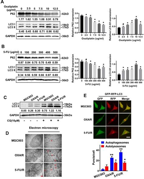 The LncRNA CRNDE Is Regulated By E2F6 And Sensitizes Gastric Cancer