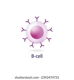 Plasma Cell Bcell Leukocytes B Lymphocytes Stock Vector Royalty Free