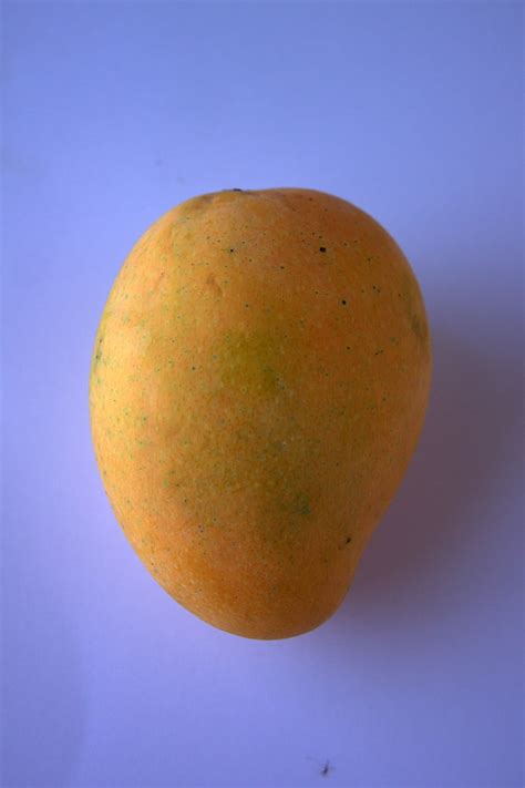 Free Photo Alphonso Mango Mangoes Sweet Tasty Alphonso Yellow