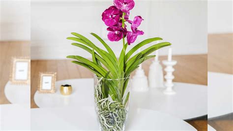 Comment faire pousser une belle et luxuriante orchidée dans un pot en