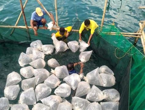 Bfar Supports Tilapia Backyard Farming Restores Fish Stocks In