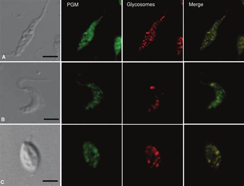 Subcellular Localization Of PGM In T Cruzi Parasites At The Three