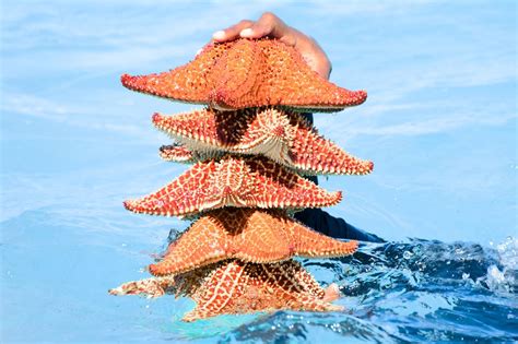 All About Starfish Smithsonian Voices Smithsonian Science Education