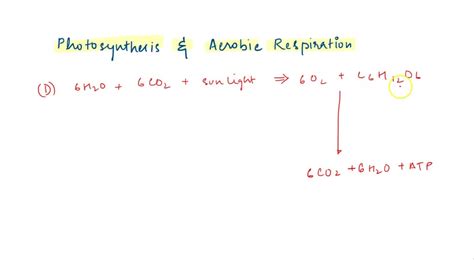 Solved The Model Illustrates The Relationship Between Photosynthesis