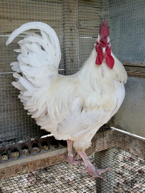 About Leghorn Chickens Feed Efficient Egg Layers