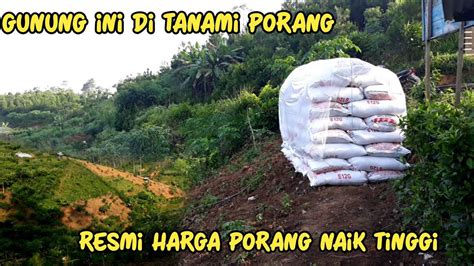 Update Harga Porang Hari Ini Lanjut Review Gunung Porang Yang Ada Di